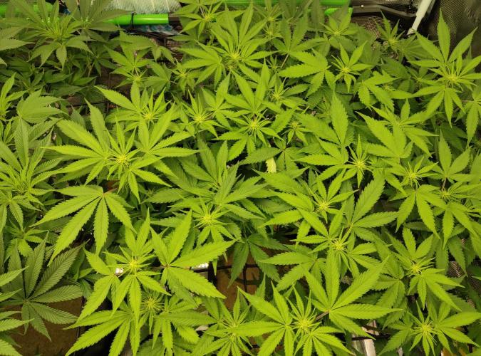 Anesia & Royal Queen Seeds Mix. Week 8 - Amnesia Haze 