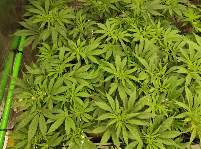 Anesia & Royal Queen Seeds Mix. Week 8 - Frozen Black Cherry 