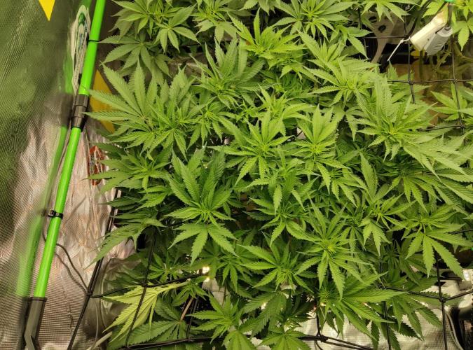 Anesia & Royal Queen Seeds Mix. Week 8 - Gorilla GG4