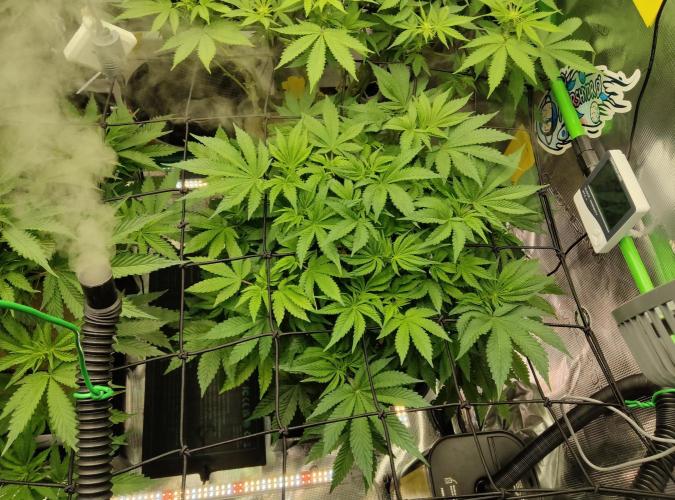 Anesia & Royal Queen Seeds Mix. Week 8 - Strawberry Pop Rocks 