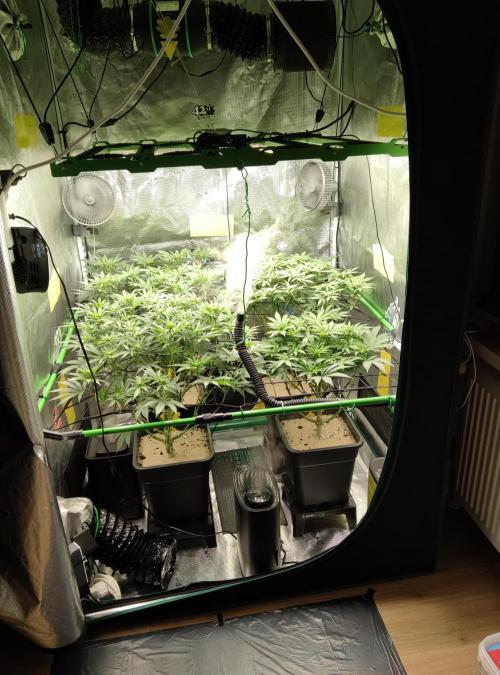 Anesia & Royal Queen Seeds Mix. Week 9