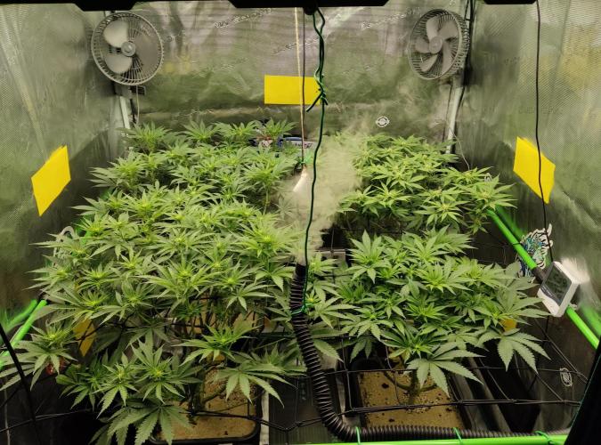 Anesia & Royal Queen Seeds Mix. Week 9