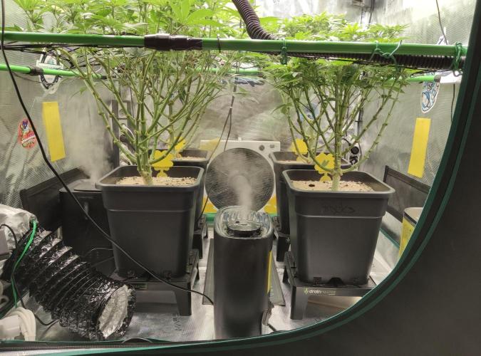 Anesia & Royal Queen Seeds Mix. Week 9