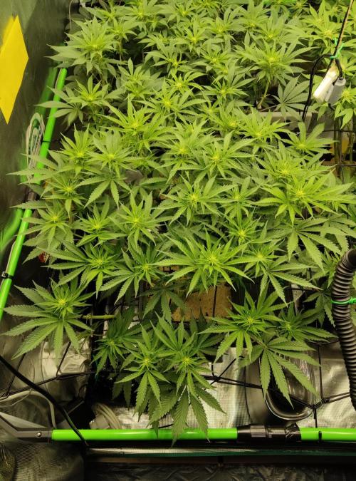 Anesia & Royal Queen Seeds Mix. Week 9