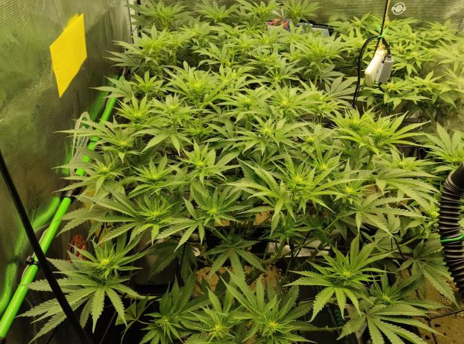 Anesia & Royal Queen Seeds Mix. Week 9