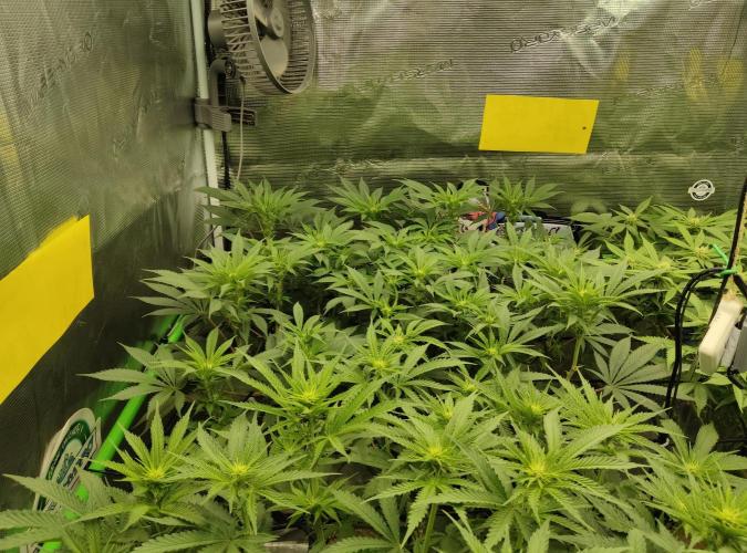 Anesia & Royal Queen Seeds Mix. Week 9