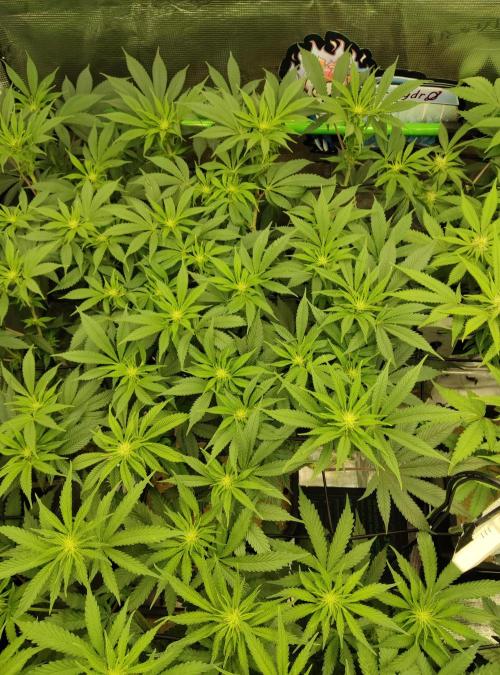 Anesia & Royal Queen Seeds Mix. Week 9