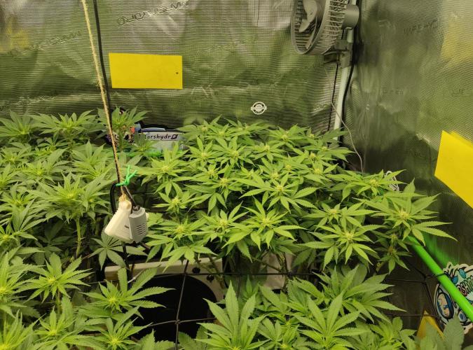 Anesia & Royal Queen Seeds Mix. Week 9