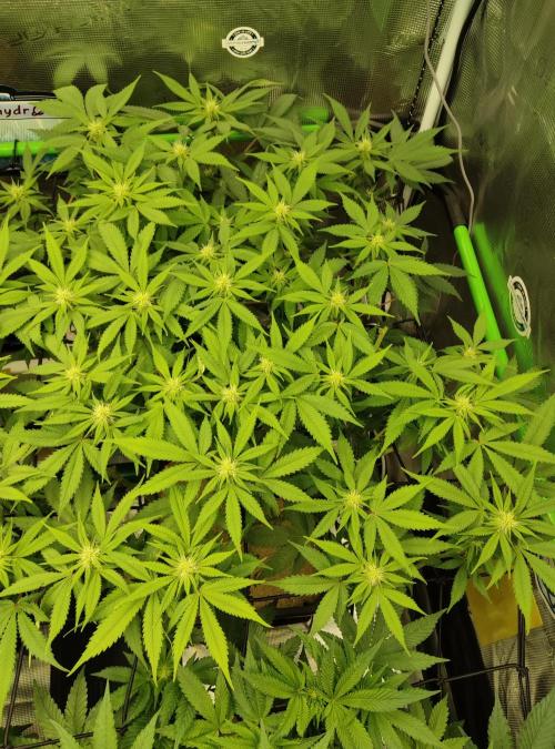 Anesia & Royal Queen Seeds Mix. Week 9