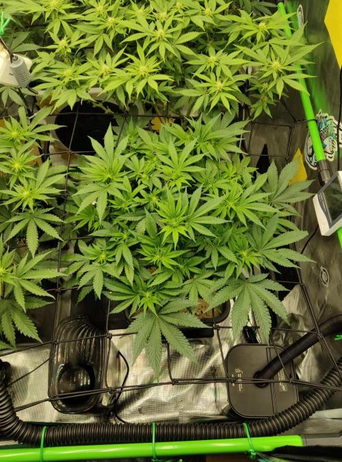 Anesia & Royal Queen Seeds Mix. Week 9