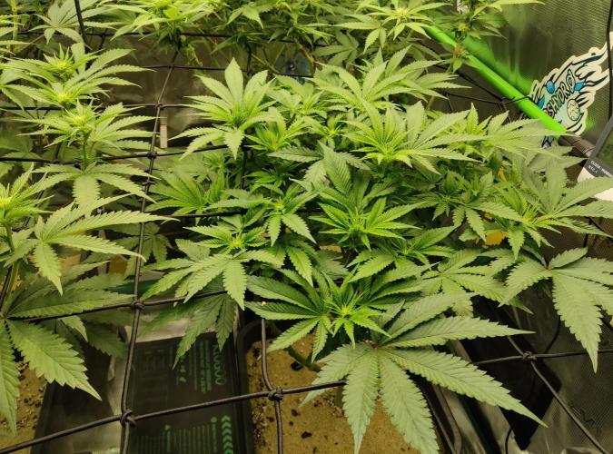 Anesia & Royal Queen Seeds Mix. Week 9