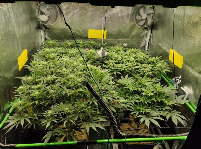 Anesia & Royal Queen Seeds Mix. Week 10