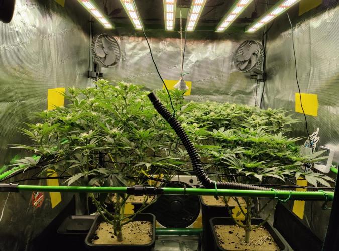 Anesia & Royal Queen Seeds Mix. Week 10