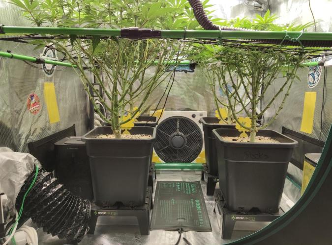Anesia & Royal Queen Seeds Mix. Week 10