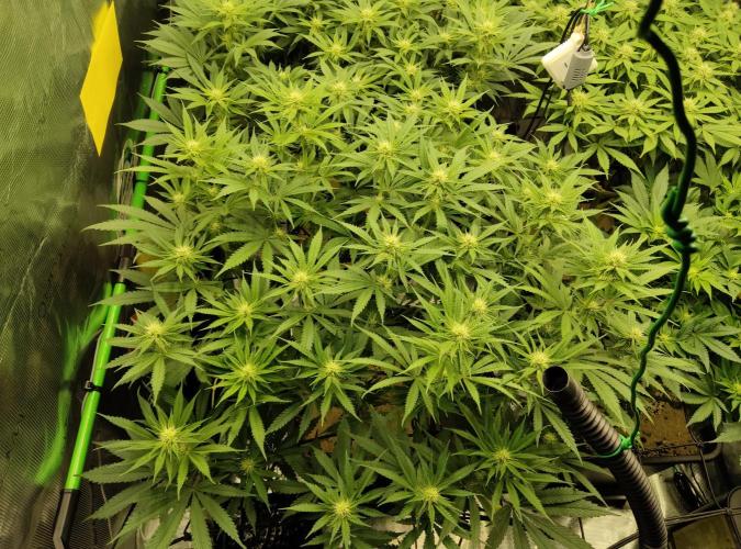 Anesia & Royal Queen Seeds Mix. Week 10
