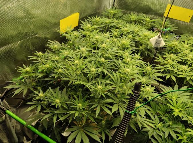 Anesia & Royal Queen Seeds Mix. Week 10