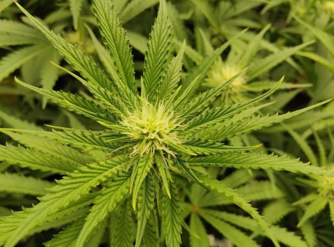 Anesia & Royal Queen Seeds Mix. Week 10