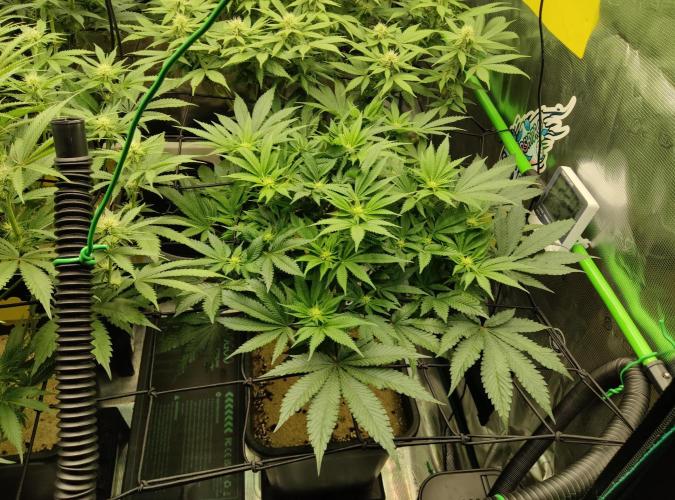Anesia & Royal Queen Seeds Mix. Week 10