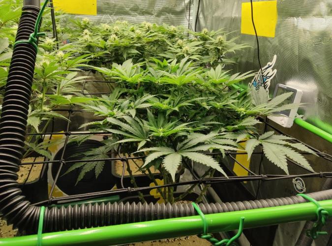 Anesia & Royal Queen Seeds Mix. Week 10
