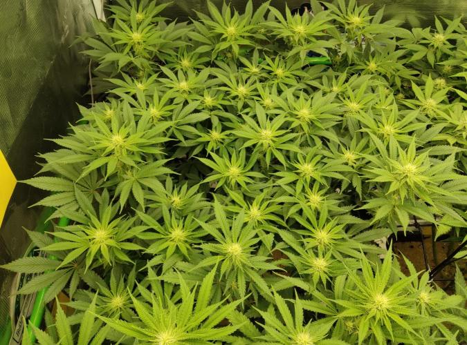 Anesia & Royal Queen Seeds Mix. Week 10