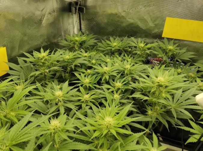 Anesia & Royal Queen Seeds Mix. Week 10