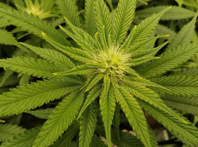 Anesia & Royal Queen Seeds Mix. Week 10