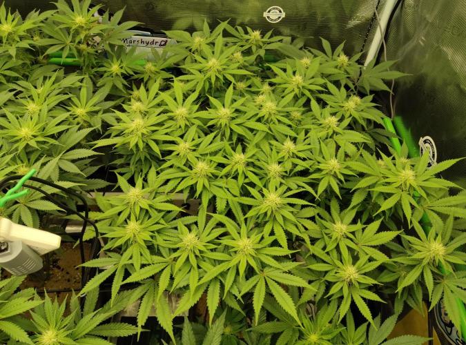 Anesia & Royal Queen Seeds Mix. Week 10