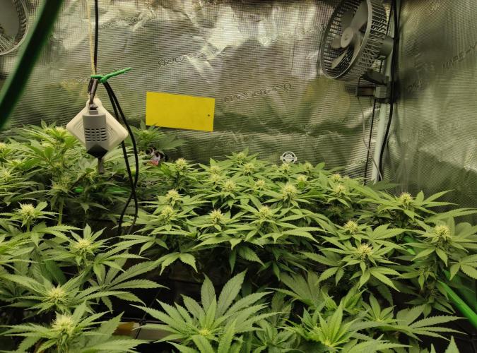 Anesia & Royal Queen Seeds Mix. Week 10