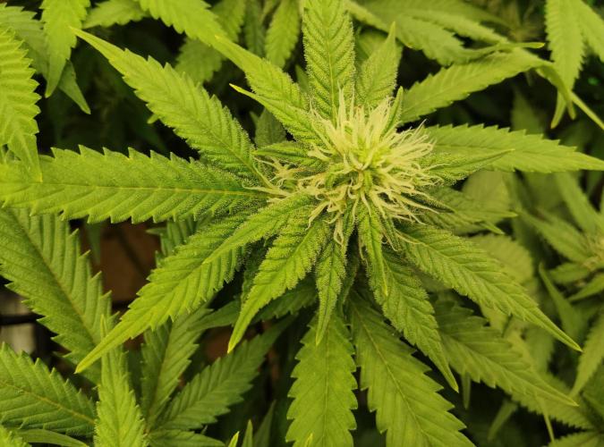 Anesia & Royal Queen Seeds Mix. Week 10