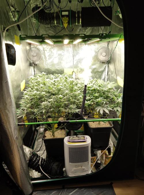 Anesia & Royal Queen Seeds Mix. Week 11