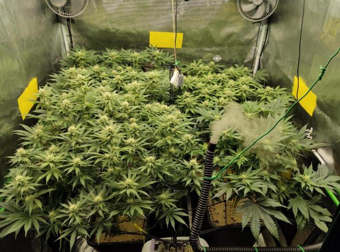 Anesia & Royal Queen Seeds Mix. Week 11