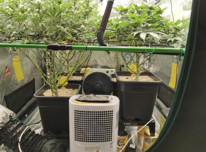 Anesia & Royal Queen Seeds Mix. Week 11