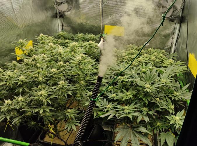 Anesia & Royal Queen Seeds Mix. Week 11