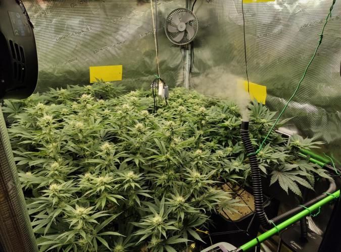 Anesia & Royal Queen Seeds Mix. Week 11