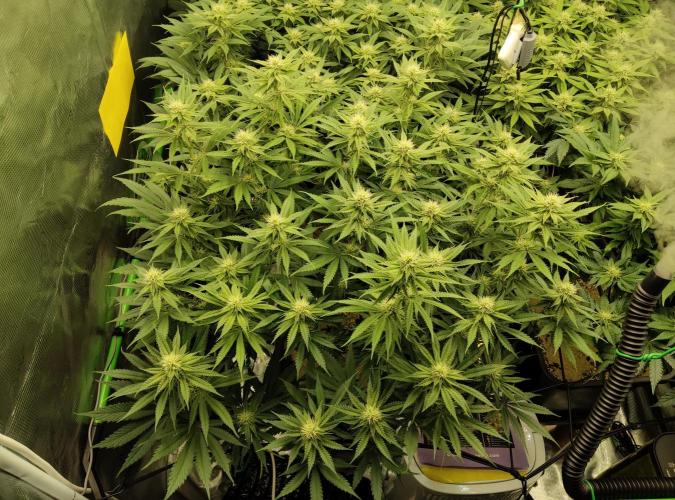 Anesia & Royal Queen Seeds Mix. Week 11 - GG4