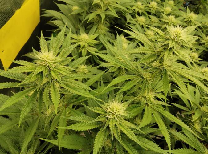 Anesia & Royal Queen Seeds Mix. Week 11 - GG4