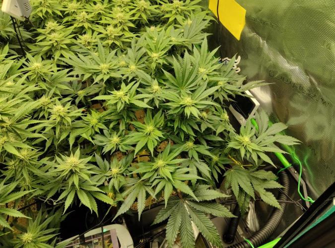 Anesia & Royal Queen Seeds Mix. Week 11 - Strawberry Pop Rocks 