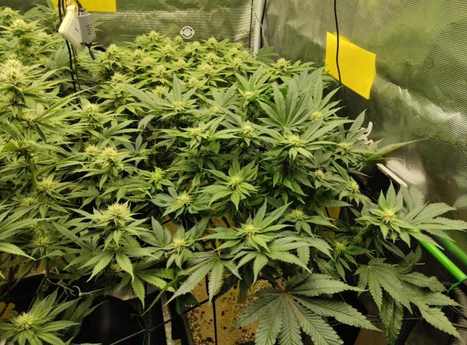 Anesia & Royal Queen Seeds Mix. Week 11 - Strawberry Pop Rocks 