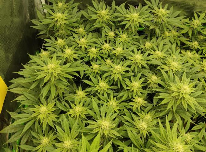 Anesia & Royal Queen Seeds Mix. Week 11 - Amnesia Haze 