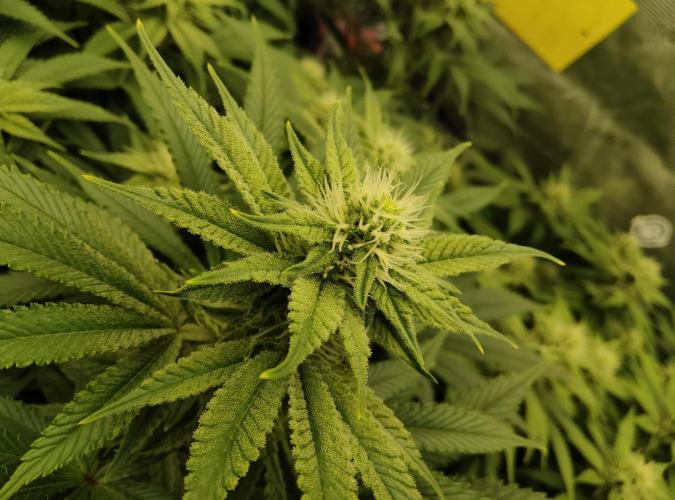Anesia & Royal Queen Seeds Mix. Week 11 - Amnesia Haze 