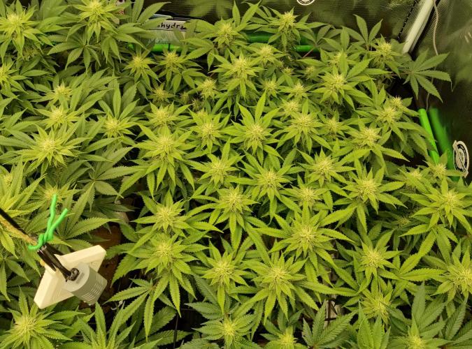 Anesia & Royal Queen Seeds Mix. Week 11 - Frozen Black Cherry 