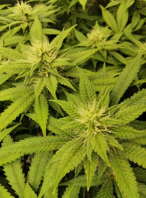 Anesia & Royal Queen Seeds Mix. Week 11 - Frozen Black Cherry 