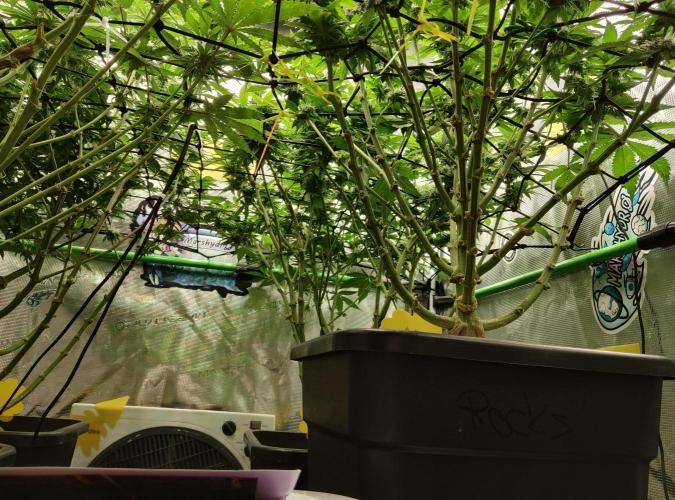 Anesia & Royal Queen Seeds Mix. Week 11