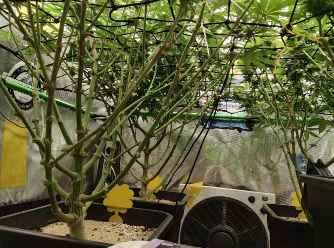 Anesia & Royal Queen Seeds Mix. Week 11