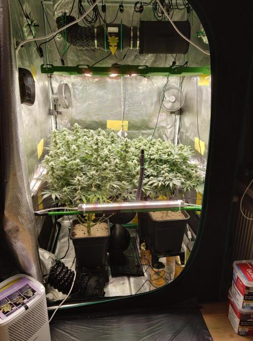 Anesia & Royal Queen Seeds Mix. Week 12
