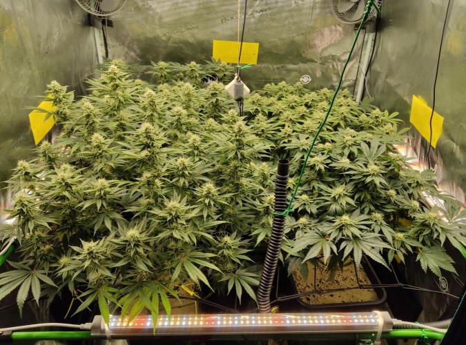 Anesia & Royal Queen Seeds Mix. Week 12