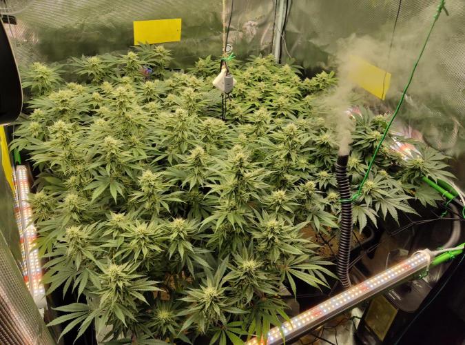 Anesia & Royal Queen Seeds Mix. Week 12