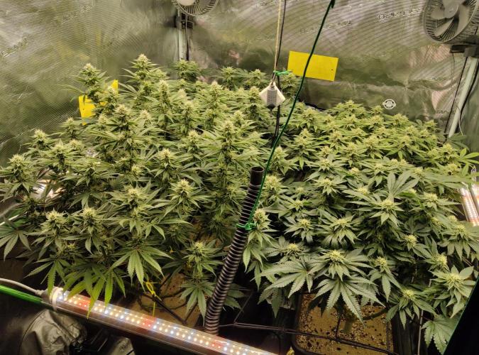 Anesia & Royal Queen Seeds Mix. Week 12