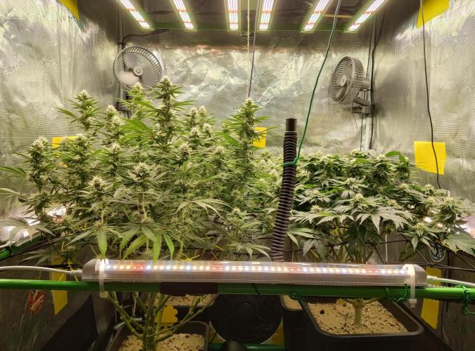 Anesia & Royal Queen Seeds Mix. Week 12