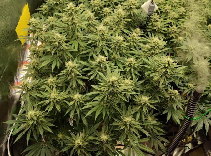 Anesia & Royal Queen Seeds Mix. Week 12 - GG4